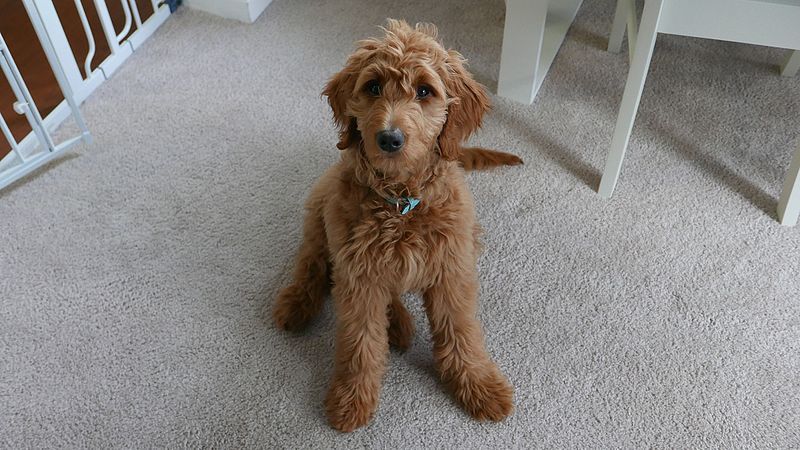 File:Goldendoodle.jpg