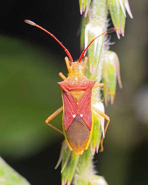 File:GonocerusBug macrogiants B.jpg