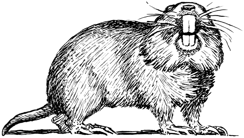 File:Gopher (PSF).png