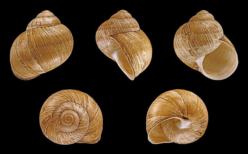 File:Helix pomatia 003.JPG