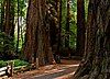 The Redwood Grove Trail (old-growth loop) in Henry Cowell Redwoods State Park