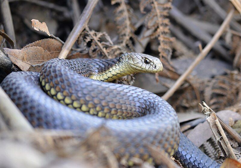 File:Highlands Copperhead (21677870211).jpg