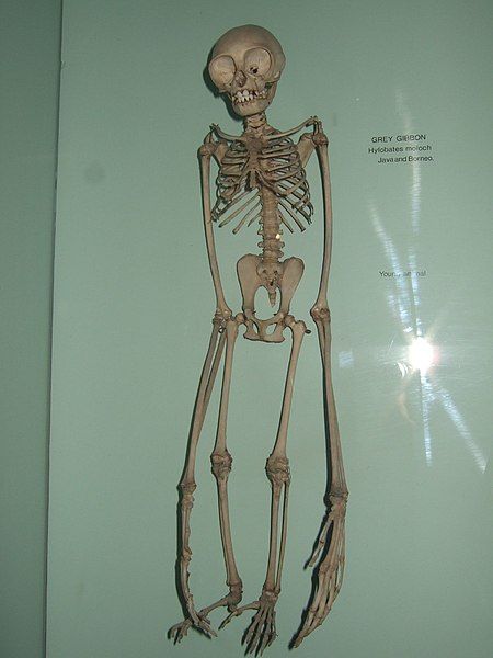 File:Hylobates moloch skeleton.jpg