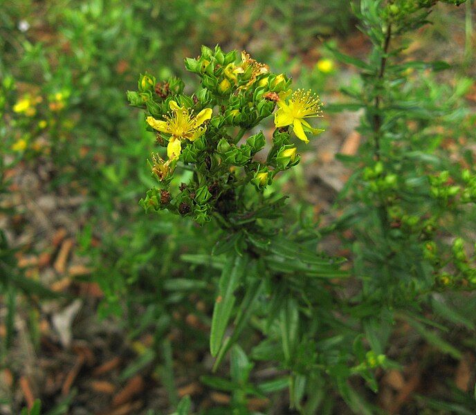 File:Hypericum sphaerocarpum.jpg