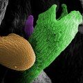 RNA processing and plant ovule identity. Image Credit: E. Rodríguez-Cazorla, A. Martínez-Laborda, A. Vera;pgen.v14.i01