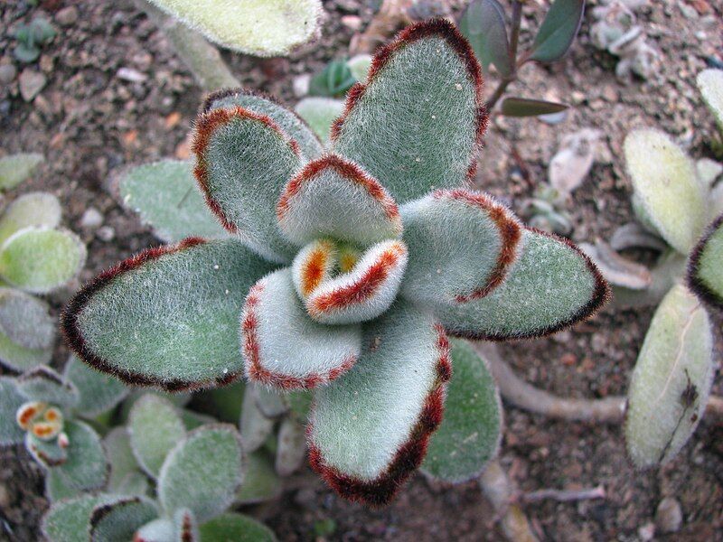 File:Kalanchoe tomentosa 01.jpg