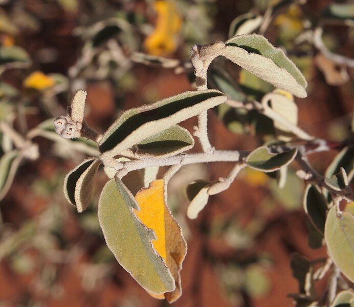 File:Keraudrenia velutina foliage.jpg