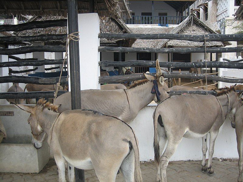 File:Lamu Donkey Sanctuary.jpg