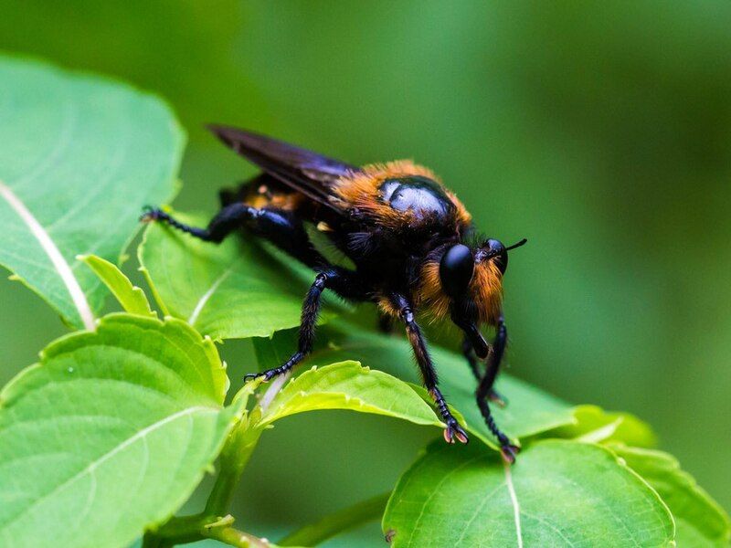 File:Laphria apila.jpg