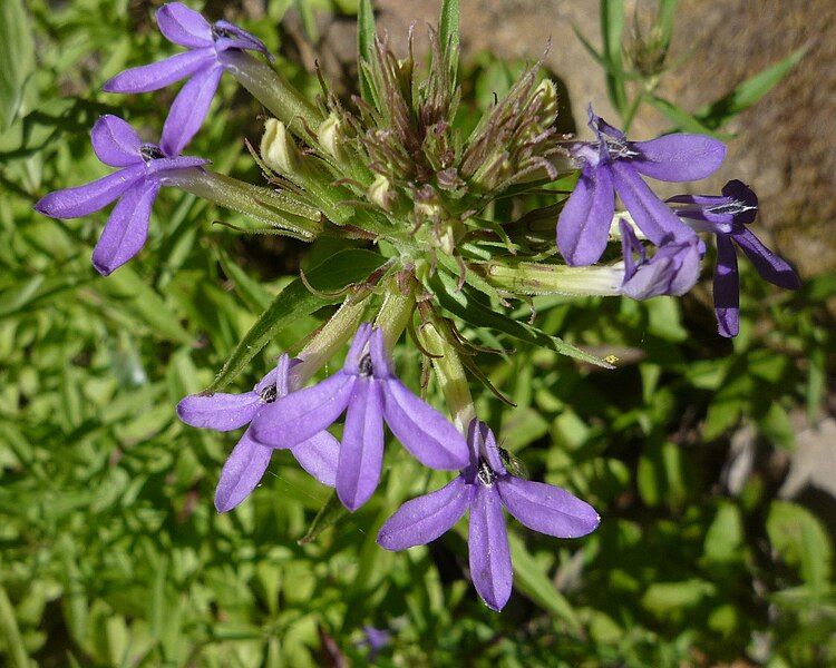 File:Lobelia-dunnii-flowers.jpeg