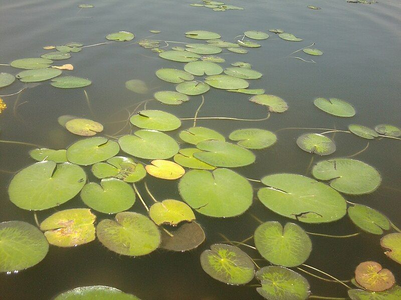 File:Lotus in Taudaha.jpg