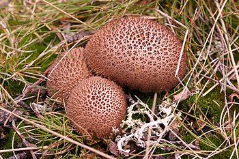 Umber-brown puffball