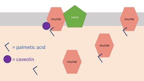 membrane ER localization by caveolins following palmitoylation.