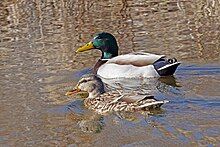 A male and female pair of Mallards swimming