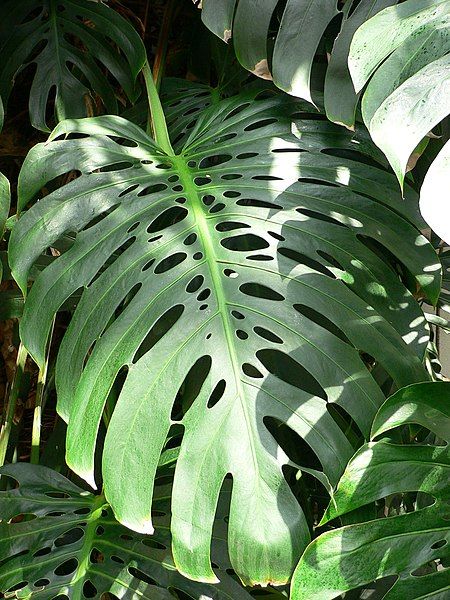 File:Monstera deliciosa3.jpg