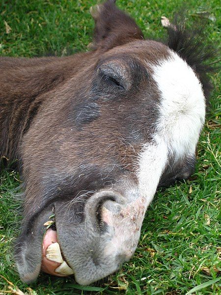 File:Napping Colt.JPG