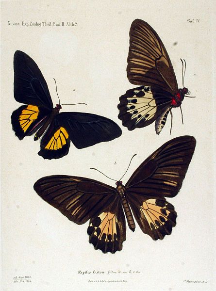 File:NovaraExpZoologischeTheilLepidopteraAtlasTaf4.jpg