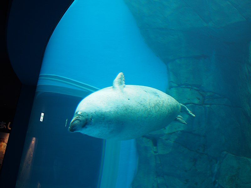 File:Oga Aquarium 24.jpg