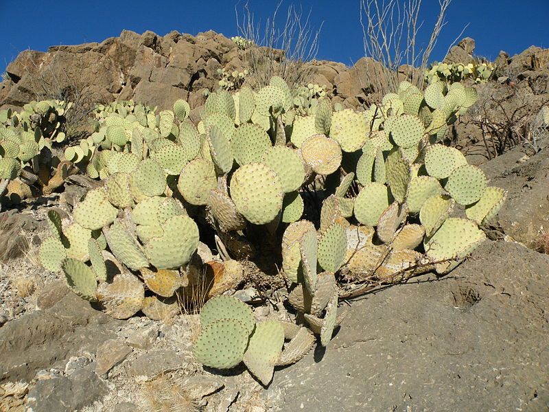 File:Opuntia rufida (5730193173).jpg