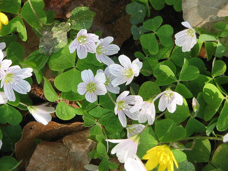 File:Oxalis acetosella01.jpg