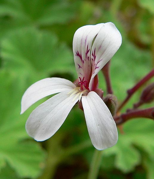 File:Pelargonium graveolens 7.jpg