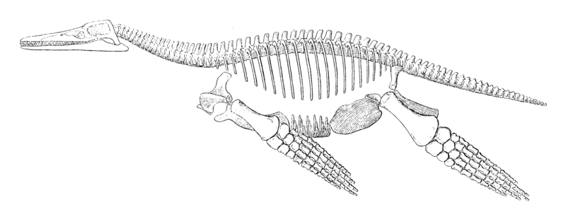 File:Peloneustes Skeletal 1913.png