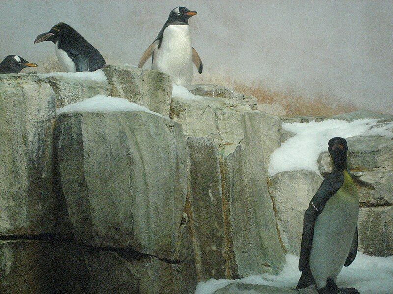 File:Penguin in Captivity.JPG