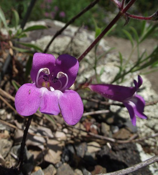 File:Penstemon laetus.jpg