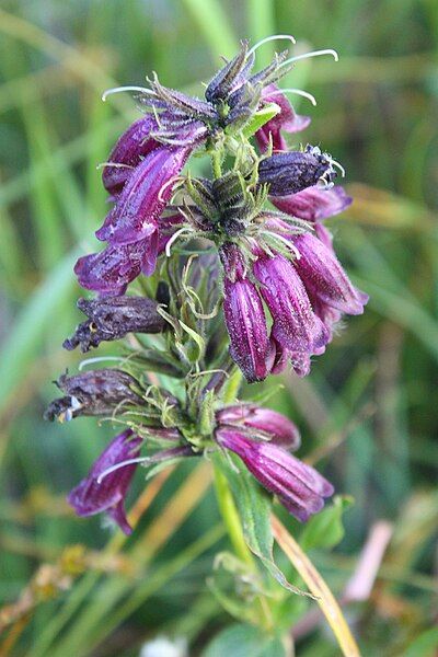 File:Penstemon whippleanus.jpg