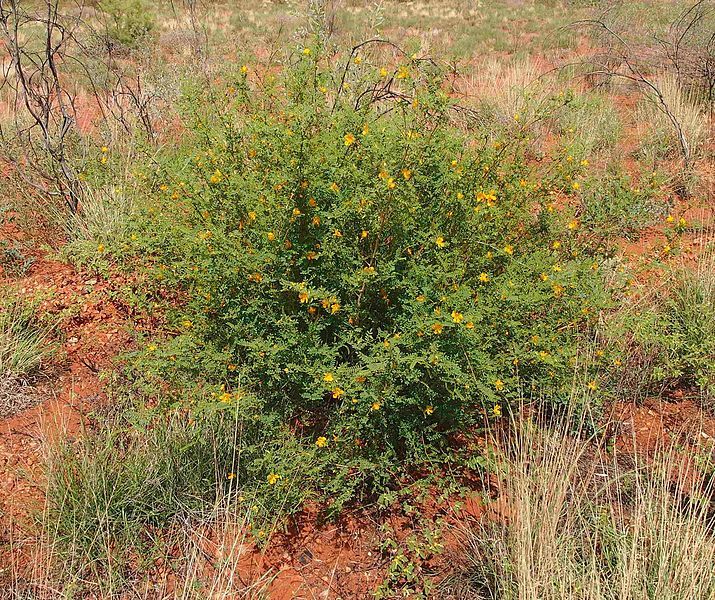 File:Petalostylis habit.jpg