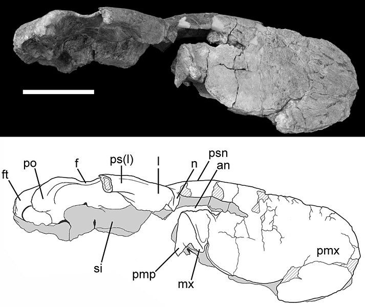 File:Phorusrhacos skull.jpg