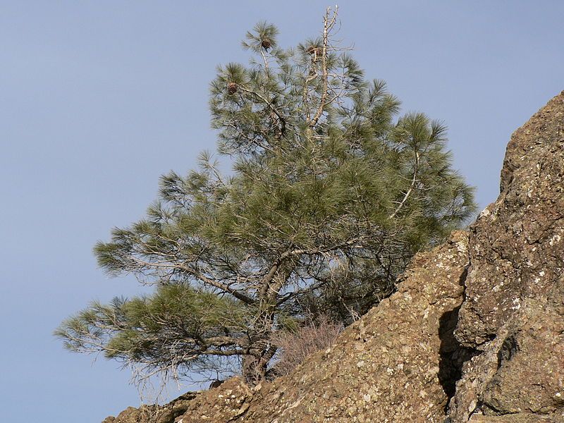 File:Pinus sabineana 00057.JPG