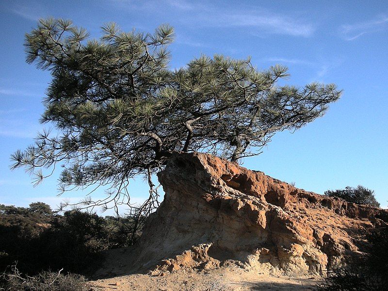 File:Pinus torreyana2.jpg