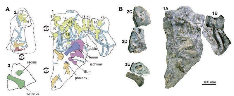 File:Plesiopharos 1.jpg