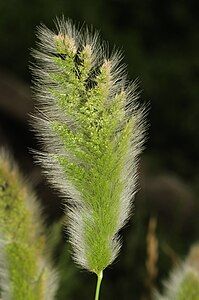 Polypogon monspeliensis, by Morray