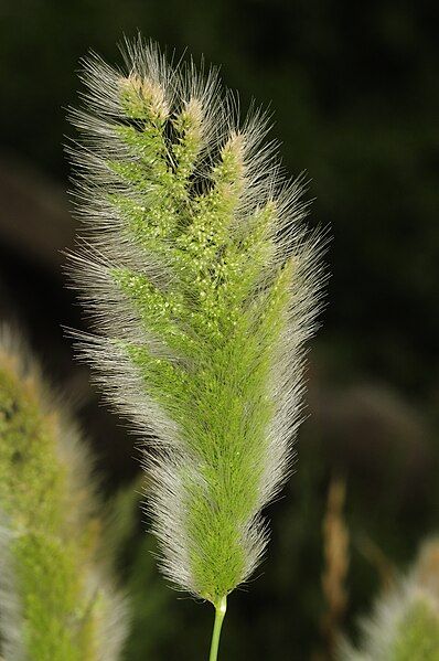 File:Polypogon monspeliensis (1).jpg