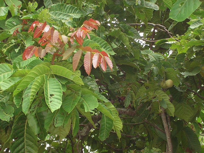 File:Pometia pinnata.jpg