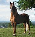 This is a chestnut Puerto Rican Paso Fino Horse