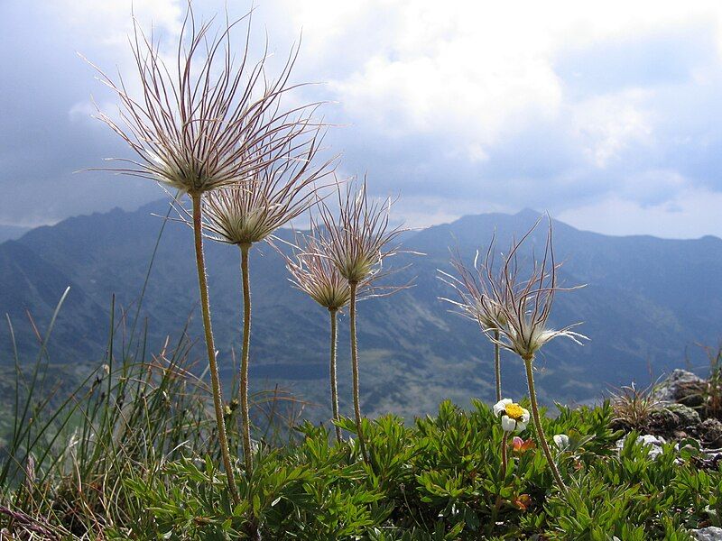 File:Pulsatilla alpina retezat.jpg