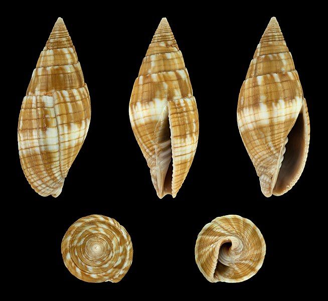 File:Quasimitra variabilis 01.JPG