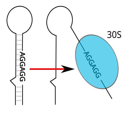 File:RNA thermometer.svg