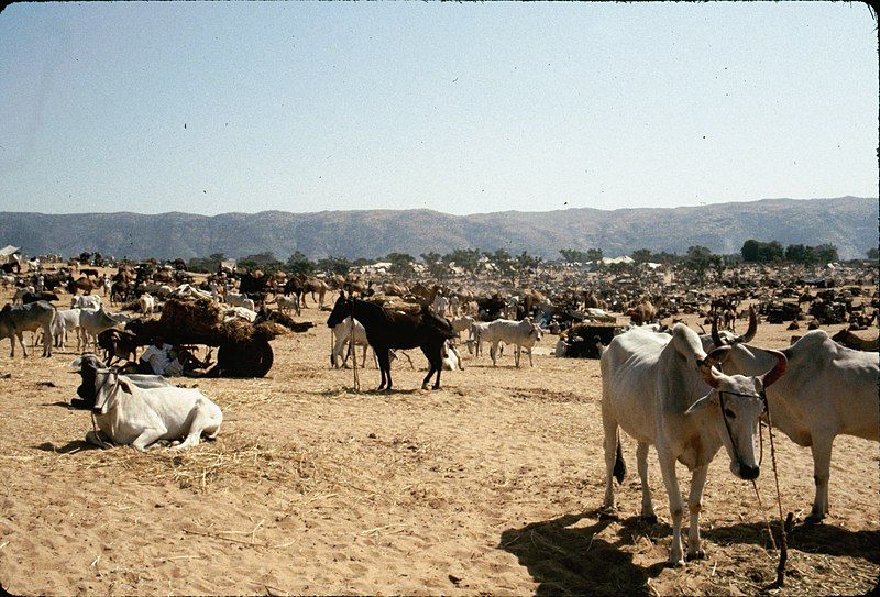 File:Rajasthan, India (27637376753).jpg