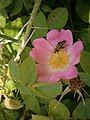 Rosa rubiginosa close-up