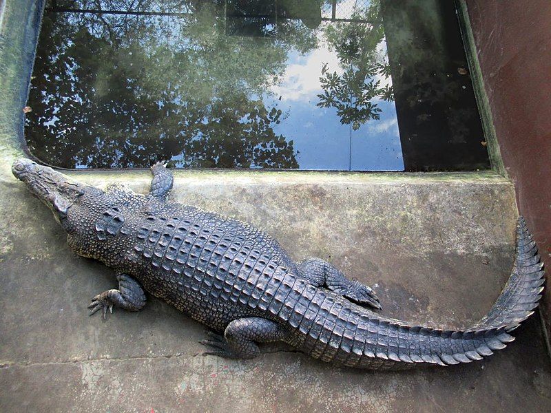 File:Saltwater Crocodile (48087912433).jpg