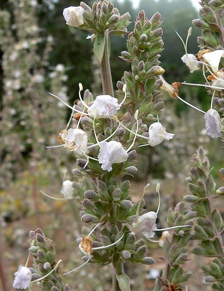 File:Salvia apiana 3.jpg