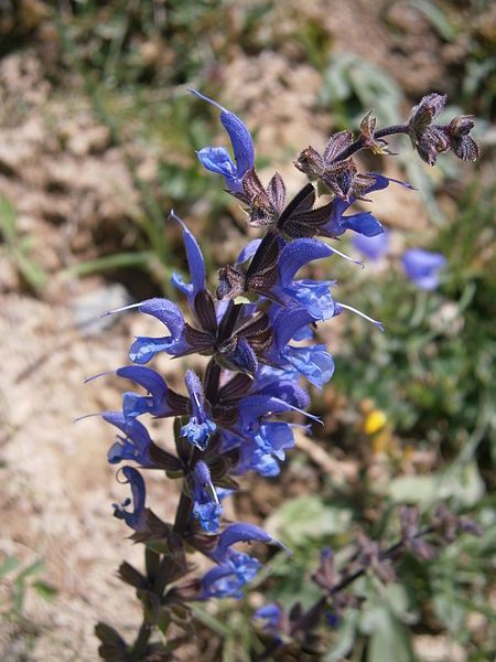 File:Salvia pratensis003.jpg