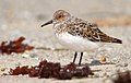 Sanderling - Monterey County, California