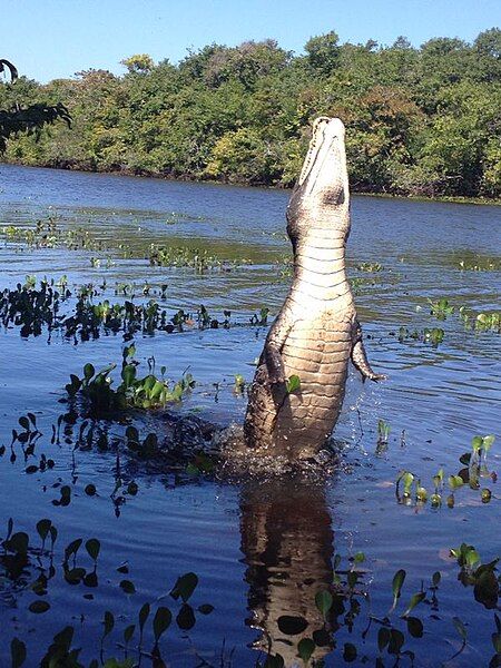 File:Shakira posando.JPG