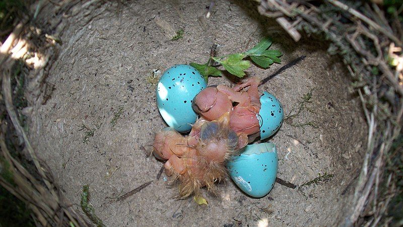 File:Song Thrush Nest.jpeg