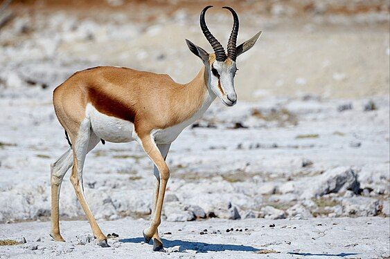 Springbok (antidorcas marsupialis) near Okaukuejo in Etosha